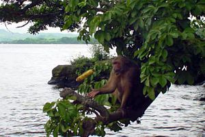 Isla de los Monos en Catemaco