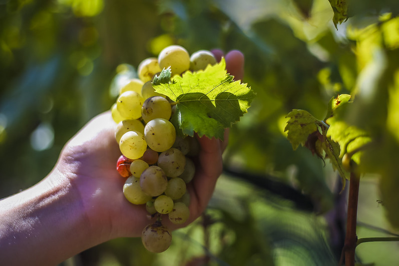 Ruta del Vino de la Ribera de Chapala