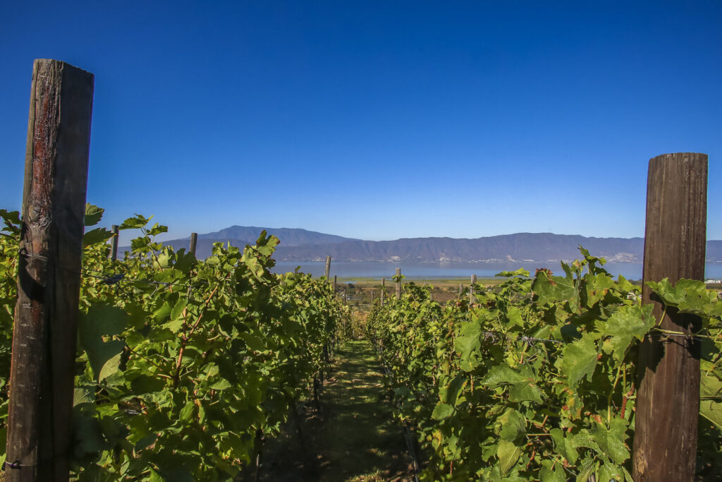 Ruta del Vino de la Ribera de Chapala